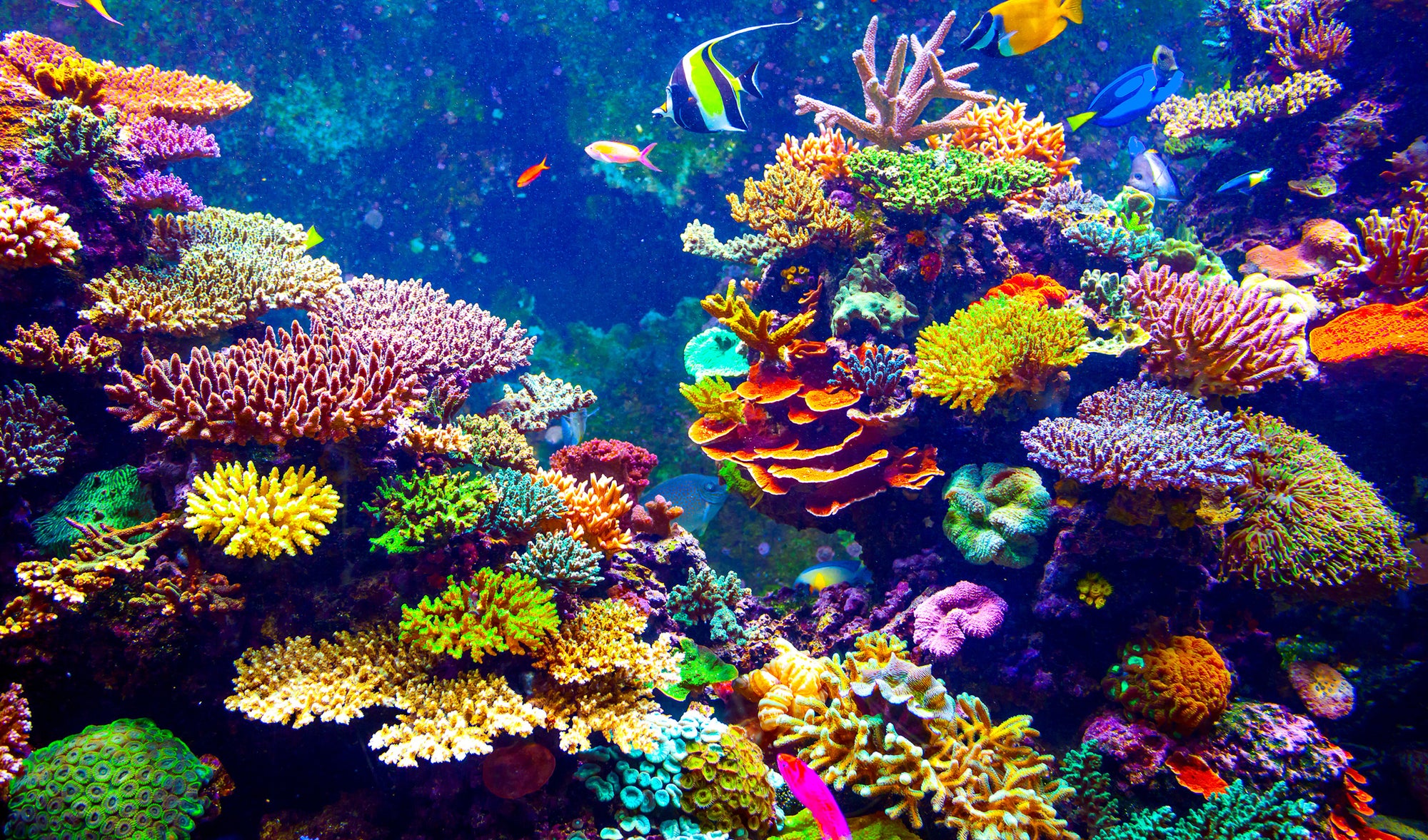 Zinc – An Ingredient that Protects both You and Life in the Sea