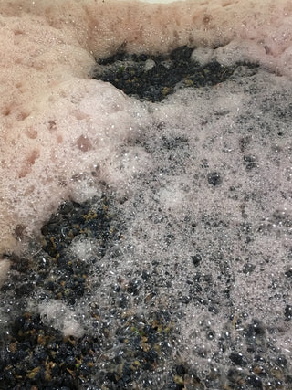 Sagrantino Grapes Being Soaked for SuperGrape Youth Renew Serum