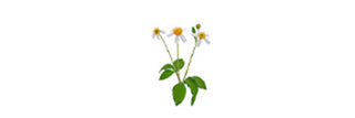 Bidens Pilosa Daisy