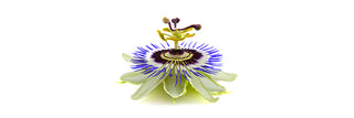 Passion Flower