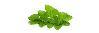 Lemon Balm Leaf