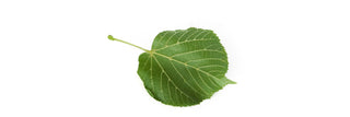 Green Leaf