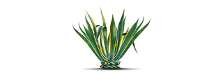 Agave Leaf