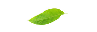 Green Leaf