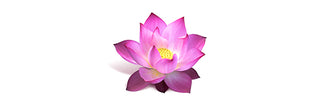 Purple Lotus