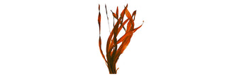 Red Algae