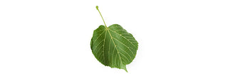Linden Leaf