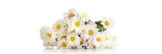 Chamomile Flower