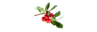 Bearberry Leaf