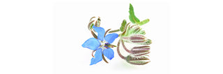 Borage Seed