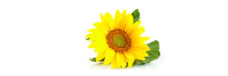 Sunflower Oil