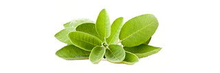 Sage Leaf