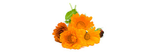 Marigolds