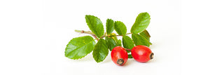 Rose Hip Fruit