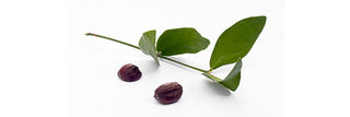 Jojoba