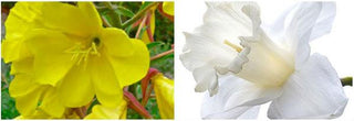 Sacred Lilly Flowers & Evening Primrose flowers  