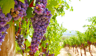 The Amazing Resveratrol-Rich Grape