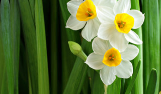 Sacred Lily & Evening Primrose Flower Essences