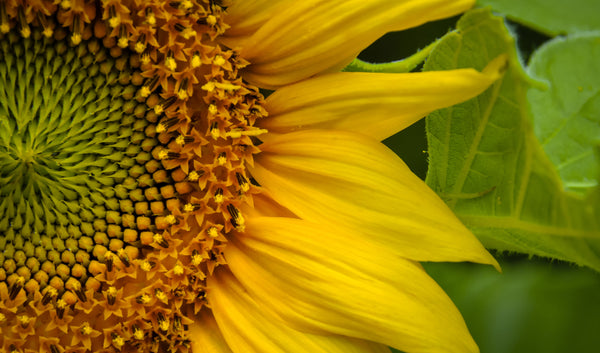 Radiate Like A Sunflower