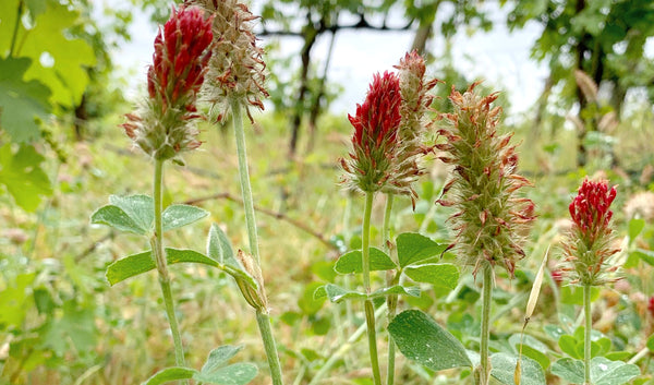 Farm to Beauty--Crimson Clover