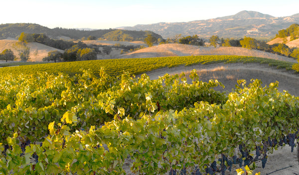 Vine Canopy Management on Juice Beauty’s Organic Farm