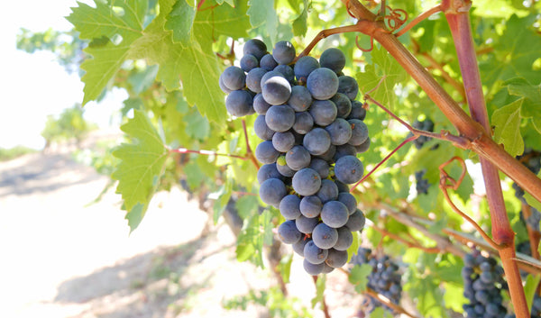 Harvest At the Juice Beauty Farm!