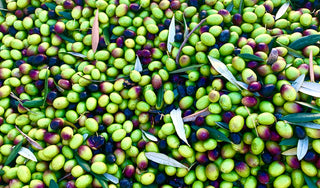 Olive Harvest Time at the Juice Beauty Farm!
