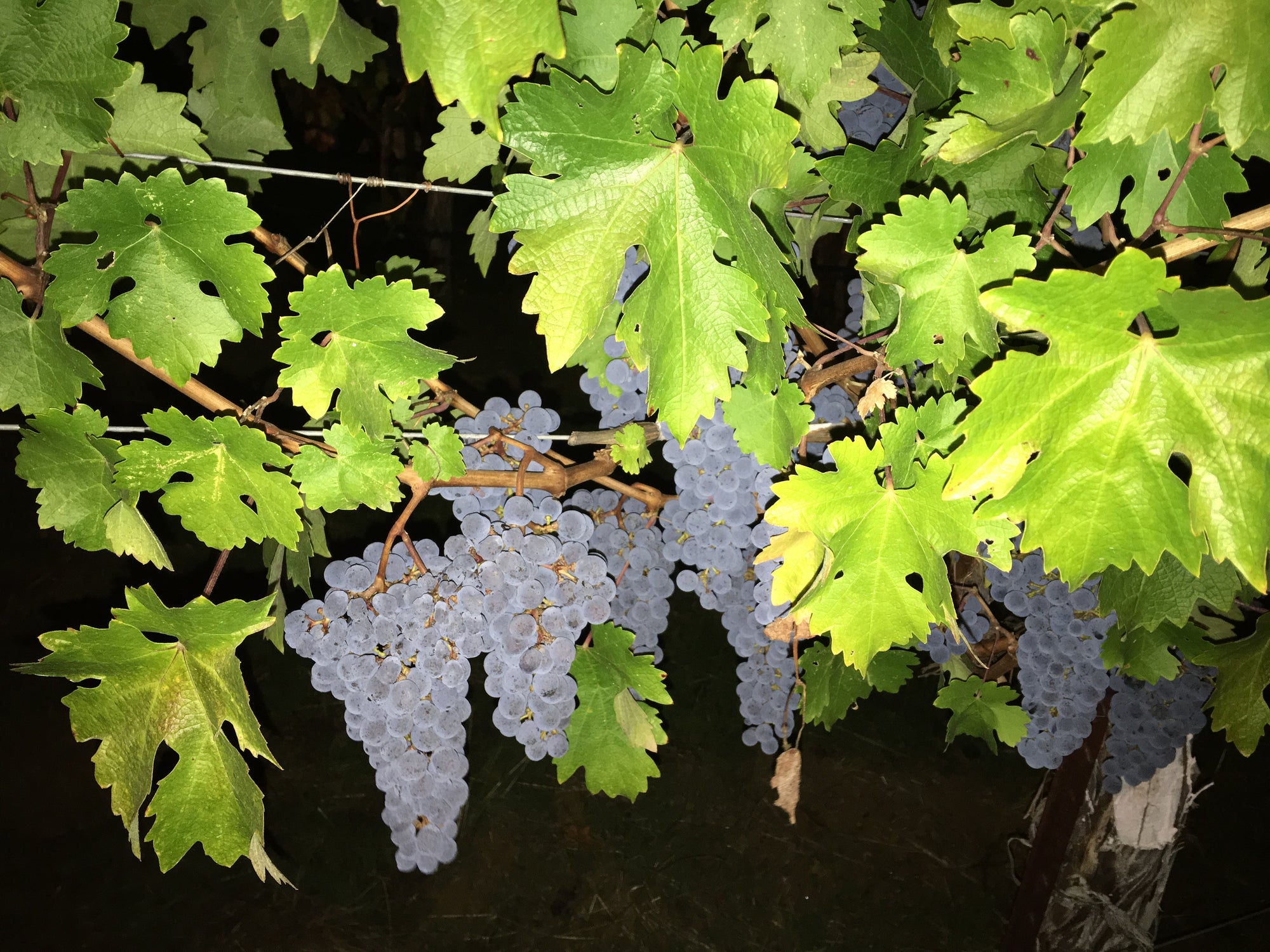 Welcome to Harvest Season at the Juice Beauty Farm