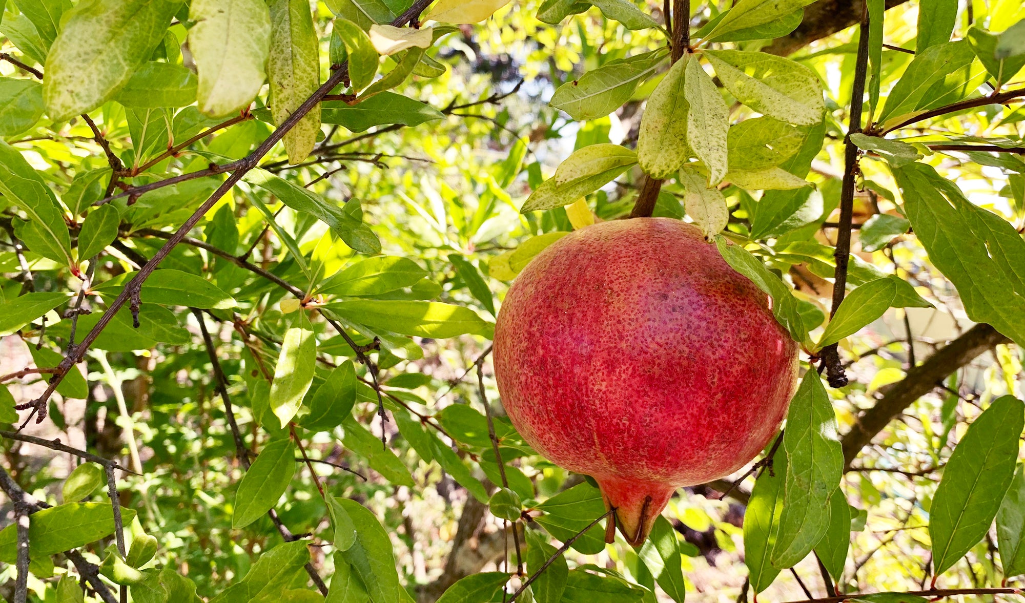 The Skincare Benefits of Pomegranates