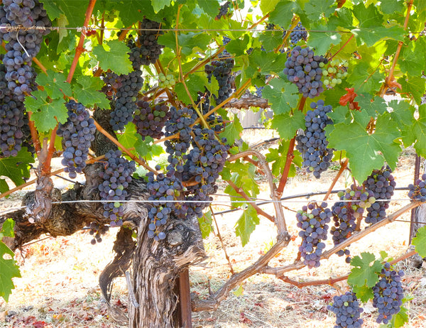The Latest on Vine #1