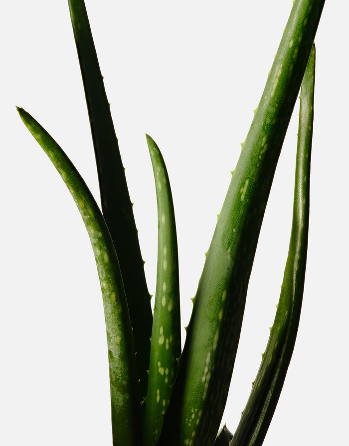 Aloe Leaf