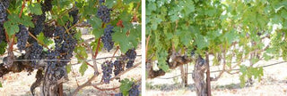 Grape Vines with Grapes