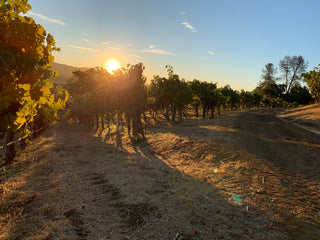 The Sun Breaking Through the Vineyards at the Juice Beauty Farm After a Night Harvest