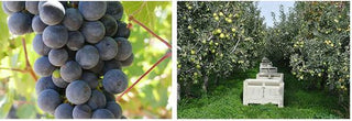 Grapes on the Vine and Apples Being Harvested
