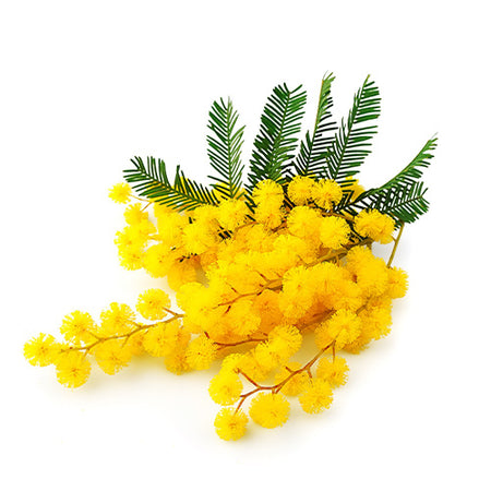ACACIA POWDER
An antioxidant-rich plant with skin-boosting properties, that helps lock in moisture.