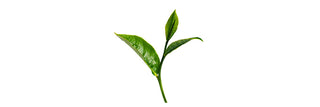 White Tea Leaf