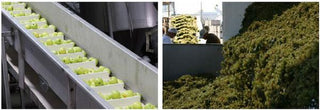 Apples Being Processed